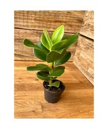 Autograph Tree Plant Clusia Rosea Princess Copey Balsam Apple 2" Pot Live Plant - $14.85