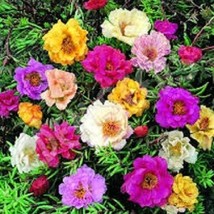 50 Double Mix Moss Rose Portulaca Ground Cover Annual Flower Seeds Gardening USA - £7.80 GBP