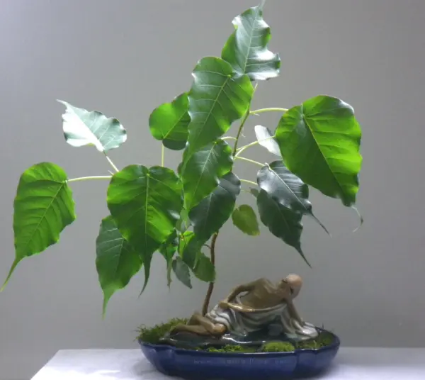 200 Sacred Fig Bonsai Seeds,Bodhi Tree,Ficus Religiosa Grow Your Own Bonsai Tree - £10.41 GBP