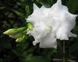 Florida Gardina / Nandiyavattam (Chandni) / double petal Large in 6 inch... - $29.69