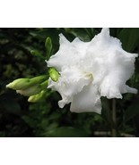 Florida Gardina / Nandiyavattam (Chandni) / double petal Large in 6 inch pot - $29.69