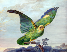 Framed canvas print giclee A Yellow-Headed Amazon parrot perched on a branch - £31.30 GBP+