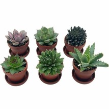 Teacup Succulent Assortment, in 1 inch pots with Saucers, Super Cute, Best Gift, - £22.01 GBP