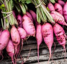 Free Shipping 100 Purple Plum Radish Seeds - Fast Growing Heirloom Non Gmo - £10.01 GBP