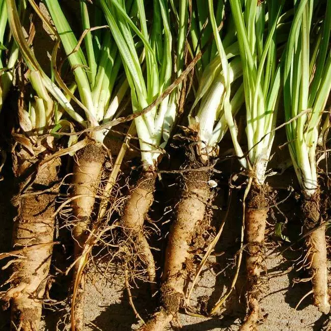 Salsify Seeds Mammoth Sandwich Island 25 Ct Vegetable - $8.98