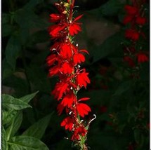LimaJa Cardinal Flower 50 Seeds, LimoJaya Best SALE - £2.35 GBP