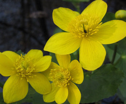 45 Marigold, Swamp, Yellow Flower Seeds - $17.85