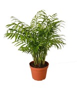 Parlor Palm-4&quot; Pot / Nursery Pot - $530.61 MXN