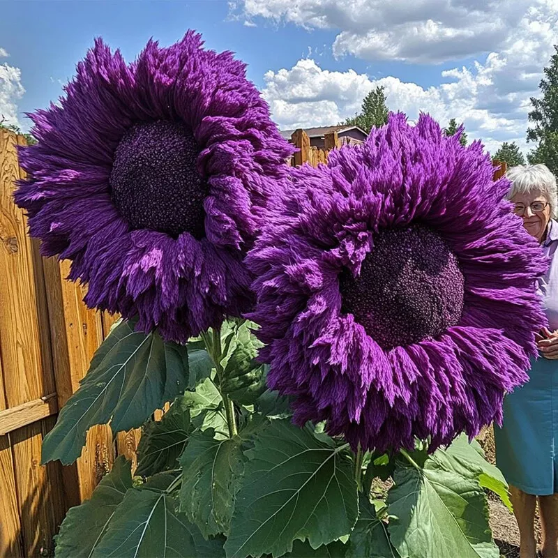 50pcs Purple Enchanting Giant Teddy Bear Sunflower Seeds Magical Garden ... - $9.63