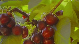 10+ Lambert Cherry Seeds For Garden Planting  USA  Fast Shipping! - $3.78