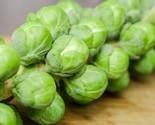 Long Island Brussels Sprouts Seeds Non-Gmo Heirloom 750 Fresh Seeds Fast... - £7.22 GBP