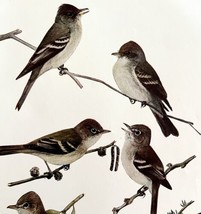 Pewees And Flycatcher 1936 Bird Lithograph Color Plate Art Print DWU12D - £19.97 GBP