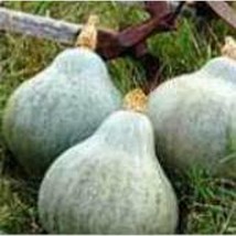 Baby Blue Hubbard Squash Seeds Gardening Easy Grow Usa Shipping - $8.48