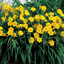 Stella de oro daylily 5 fans/root systems  image 3