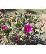 Tree Cholla 10 Seeds Opuntia Imbricata Cactus Drought Tolerant Desert Ga... - £7.87 GBP