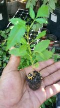 live tree plant Tecoma Stans Yellow Elder Trumpet Shrub Bush Outdoor Living - $60.99