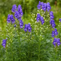 5 Monkshood Aconitum Carmichaelii Flower Seeds - $13.95