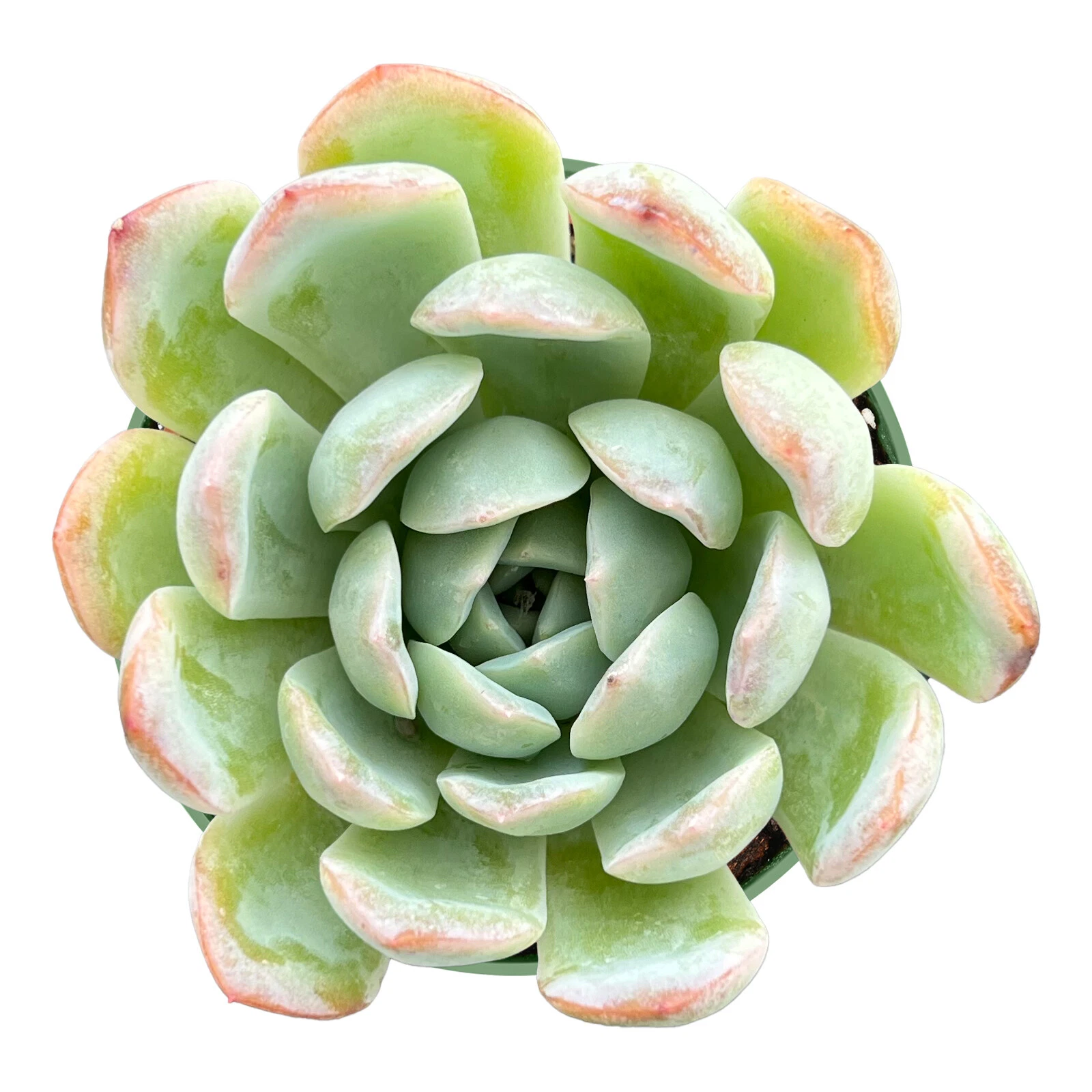 Live Echeveria &#39;Suryeon&#39; Rosette Succulent, Fully Rooted in 4 inch Plant... - $20.65