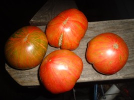 Aunt Lou's Underground Railroad Tomato *Heirloom* Beautiful Multi Color Fruit!! - $5.99