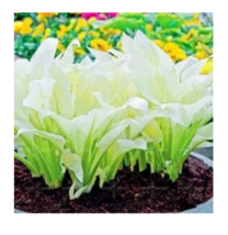 SEEDS 200PCS Japanese Hosta Seeds - Milky White Ornamental Leaves - £7.83 GBP