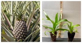 KONA SUGARLOAF Ananas comosus fruit Live Pineapple Plant  - £31.16 GBP