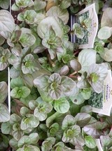 Zesty Orange Scented Mint Herb Starter Plant - £4.26 GBP