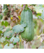 Vegetables Garden Plants Luffa cylindrica Loofah 35 PCS Seeds - £7.66 GBP