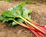 Victoria(Rheum) Rhubarb Seeds | Heirloom Seeds | Non-GMO Free Shipping - £2.93 GBP+