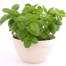 US Seller 2000 Sweet Genovese Basil Ocimum Basilicum Herb Flower Seeds Fresh See - $14.20