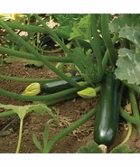 BStore 15 Dark Green Zucchini Summer Squash Non-Gmo Seeds Starter Kits - $13.70 CAD