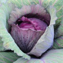 Cabbage Red Acre 200 Vegetable Seeds - $7.98