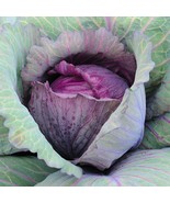 Cabbage Red Acre 200 Vegetable Seeds - $147.95 MXN
