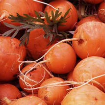 Ship From Us Parisian Carrot Seeds ~ 2 Oz Seeds - NON-GMO, Heirloom, TM11 - £51.98 GBP