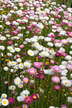 Sale 100 Seeds Mixed Double Acroclinium Aka Paper Daisy Helipterum Roseum Flower - £7.74 GBP