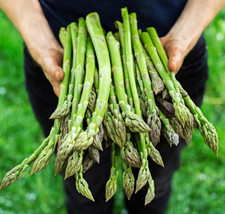 100+ Asparagus Seeds Mary Washington Non Gmo Heirloom Organic Fresh - £7.75 GBP
