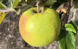 25+ Stirling Castle Apple Seeds - £6.72 GBP