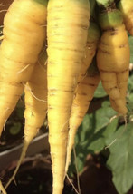 Solar Yellow Carrot Seeds | Heirloom | Organic FRESH - £9.33 GBP