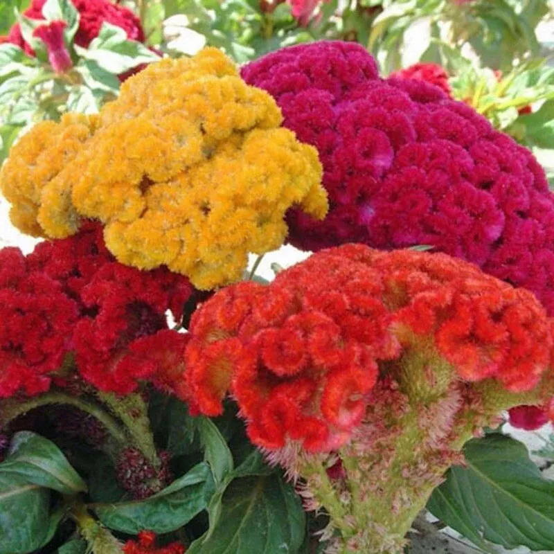 WTR 25 Celosia Cristata Mixed Seeds Cockscomb Flowers Fall Planting Seeds - £6.77 GBP