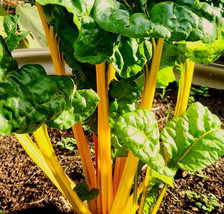 USA SELLER Golden Sunrise Swiss Chard Yellow Silverbeet Vegetable Silver Beet Fr - £9.49 GBP