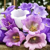 Canterbury Bells Cup &amp; Saucer Mix Seeds Grower Fresh Gardening - $215.86 MXN