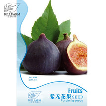 Giant Purple Ficus carica Fig Shrubs Seeds 6pcs - $5.75