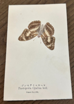 Antiq REAL Butterfly Pantoporia Opalin Latin Nawa Entomology Japan 1910 ... - $438.19 MXN