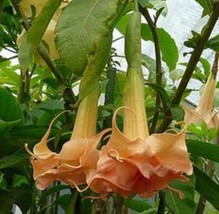 US Seller 10 Angels Honeymoon Rose Angel Trumpet Seeds - $10.98