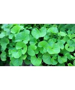 500+ Pennywort Seeds - $12.00