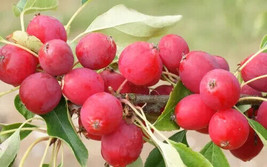 SL 25+ Dolgo (Pink Glow) Crabapple Seeds For Garden Planting - Usa - ! - £3.65 GBP