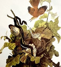 Brown Thrasher &amp; Snake1950 Lithograph Print Audubon Bird 1st Edition DWU14E - £22.39 GBP