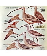 Large Sandpipers Shore Birds Varieties 1966 Color Art Print Nature ADBN1s - $379.94 MXN