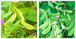 10 Bags (10 Seeds / Bag) of Hyacinth Bean for a Flourishing Garden - £21.57 GBP