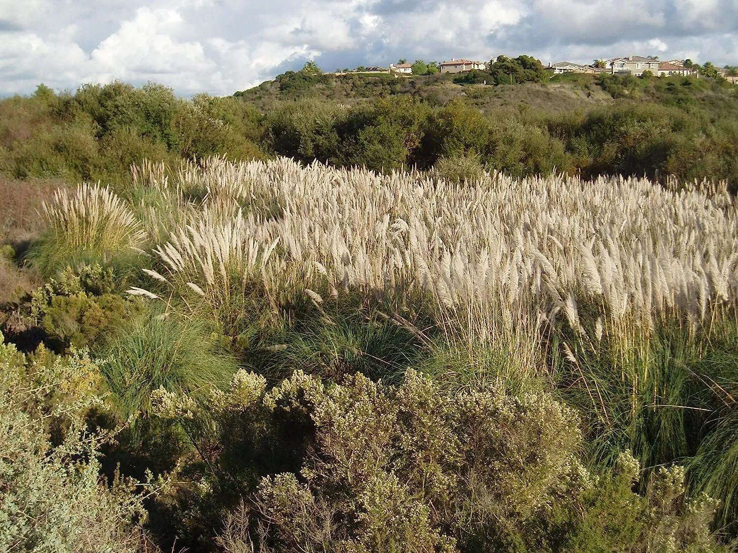 Pampas Grass Qty 30 Live Plants Cortaderia Selloana - £138.91 GBP