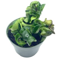 Hoya Hindu Rope Carnosa Compacta, Krinkle Kurl, Very full 4&quot; potted starter - £11.32 GBP